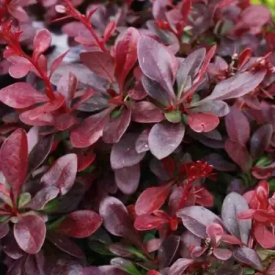 Барбарис АТРОПУРПУРЕА НАНА тунберга в Горках