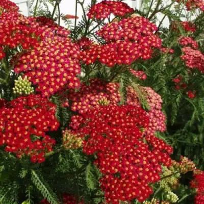 Тысячелистник ПАПРИКА обыкновенный в Горках