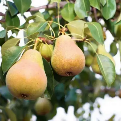 Груша ВЫСТАВОЧНАЯ в Горках