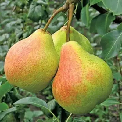 Груша ПАМЯТЬ ЯКОВЛЕВА в Горках