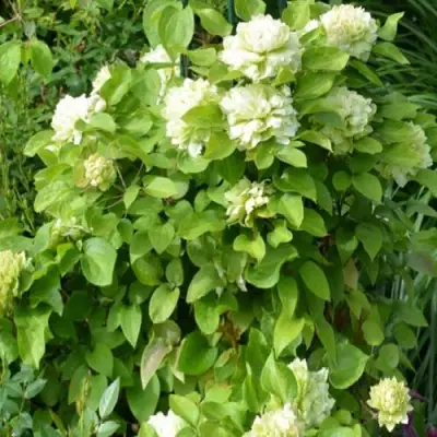 Клематис КОХАНА в Горках