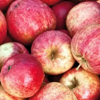 Яблоня ШТРИФЕЛЬ в Горках