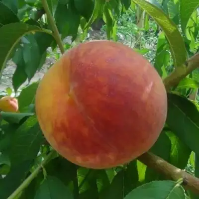 Персик ВАЙН ГОЛД Т3 в Горках