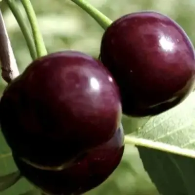 Дюк КСЕНИЯ (ЧЕРЕВИШНЯ) в Горках