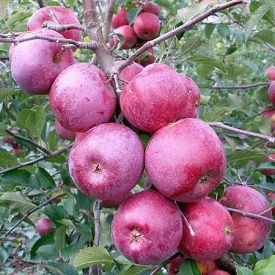 Яблоня ФЛОРИНА в Горках