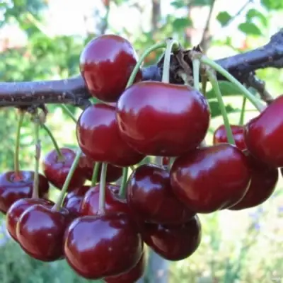 Вишня НОРД СТАР в Горках