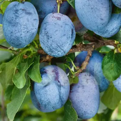 Слива ОДА в Горках