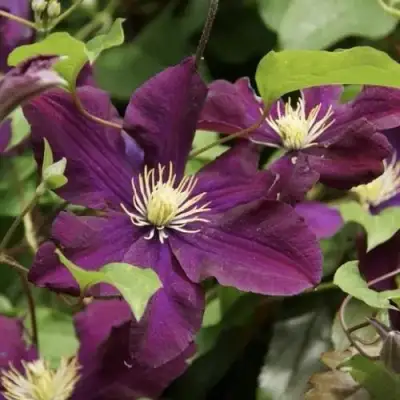 Клематис ГЕРОИ ВАРШАВЫ в Горках