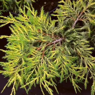 Можжевельник КИНГ ОФ СПРИНГ средний в Горках