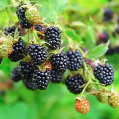 Ежевика АПАЧИ бесшипная  в Горках