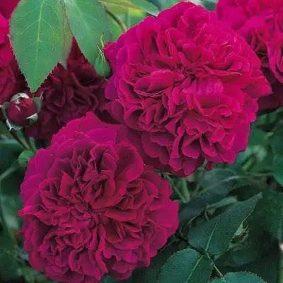 Роза ВИЛЬЯМ ШЕКСПИР английская в Горках