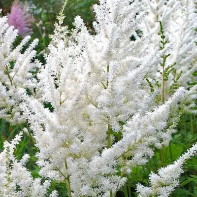 Астильба ДИАМАНТ Арендса в Горках