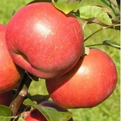 Яблоня РЕДКРАФТ в Горках