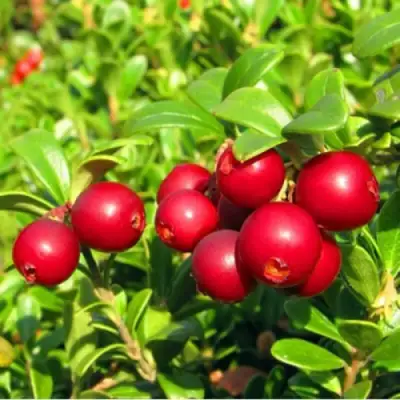 Брусника садовая РЕД ПЕРЛ в Горках