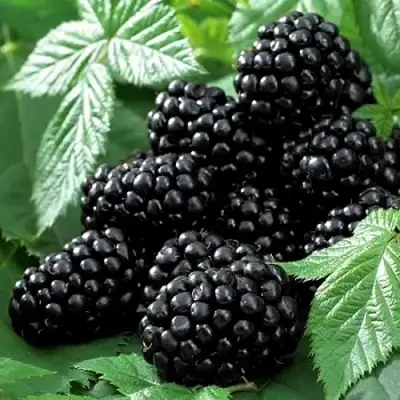 Ежевика БЛЭК БЬЮТИ в Горках