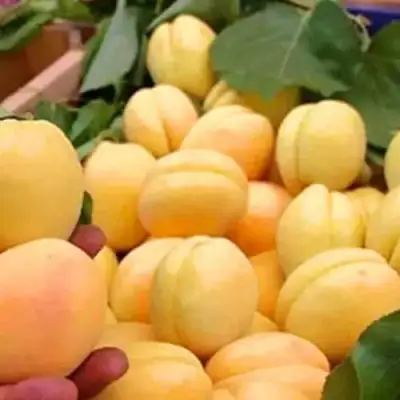 Абрикос АНАНАСНЫЙ в Горках
