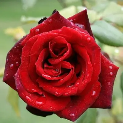 Роза ТАБУ чайно-гибридная в Горках