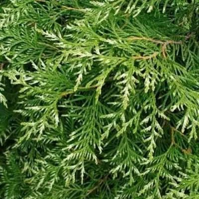 Туя СМАРАГД ВАРИЕГАТА западная в Горках