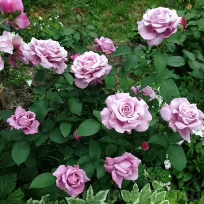 Роза ШАРЛЬ ДЕ ГОЛЛЬ чайно-гибридная в Горках