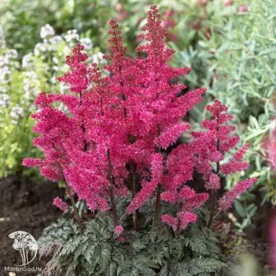 Астильба МУЛЕН РУЖ курчавая в Горках