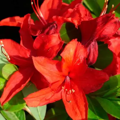 Азалия НАБУКО листопадная в Горках