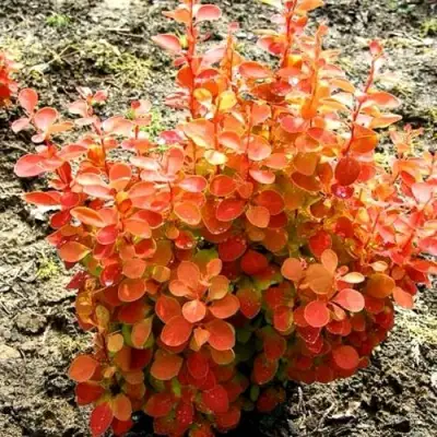 Барбарис ОРАНЖ ФАЙЕР тунберга в Горках