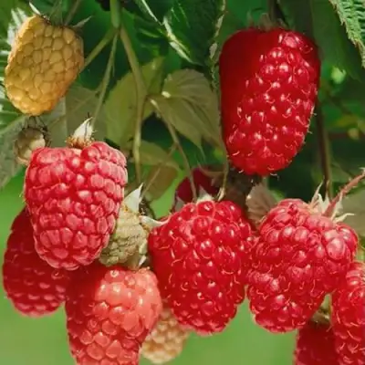 Малина ХИМБО-ТОП в Горках