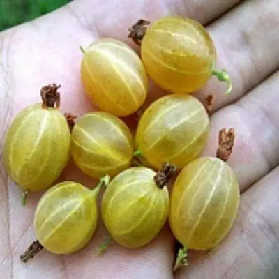 Крыжовник ЯРОВОЙ в Горках