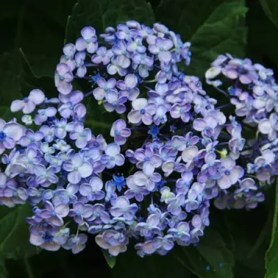 Гортензия АИША крупнолистная  в Горках