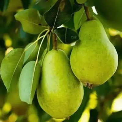 Груша СЕВЕРЯНКА колонновидная в Горках