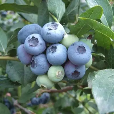 Голубика БЛЮЭТТА в Горках