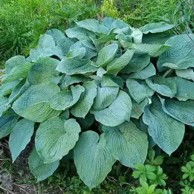 Хоста ЭЛЕГАНС Зибольда в Горках