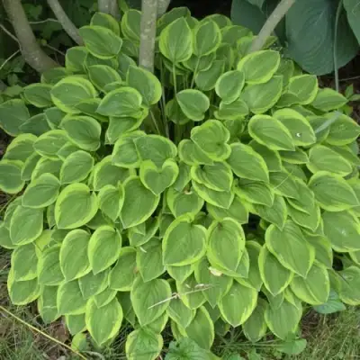 Хоста ГОЛДЕН ТИАРА в Горках