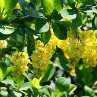 Барбарис ИНДИАН САММЕР  в Горках