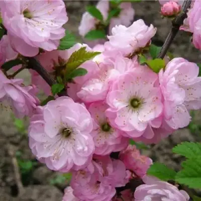 Миндаль ТРЁХЛОПАСТНЫЙ (луизеания) в Горках