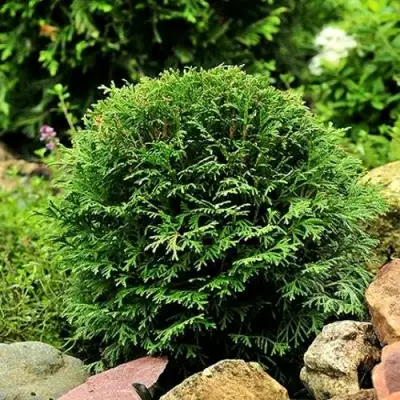 Туя ДАНИКА западная в Горках