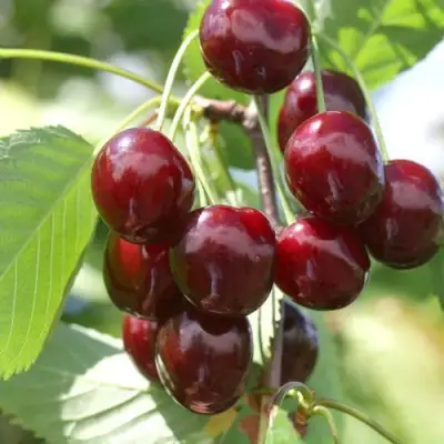 саженцы черешни Овстуженка