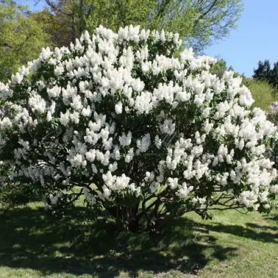 Сирень РОЧЕСТЕР в Горках