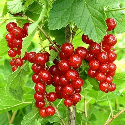 Смородина красная ФЕРТОДИ в Горках