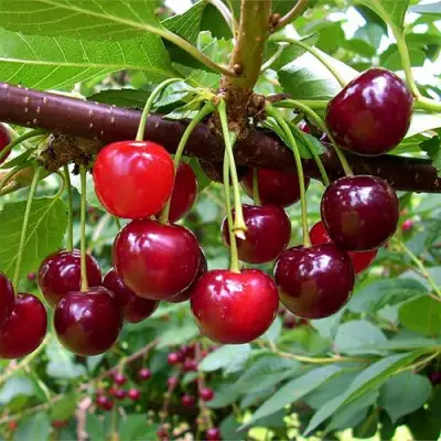 Вишня БРУСНИЦЫНА степная в Горках