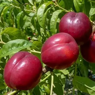 Нектарин БИГ-ТОП в Горках