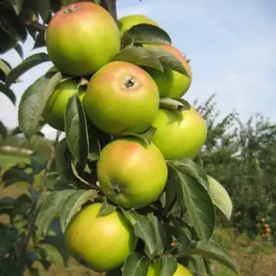 Яблоня ЛУКОМОР колонновидная в Горках