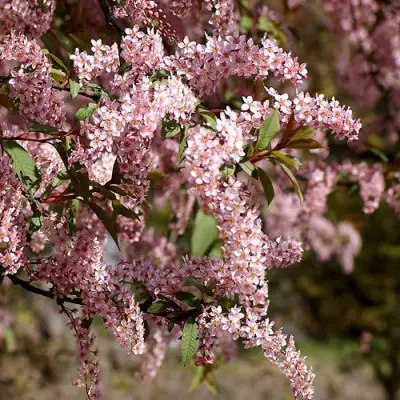 Черемуха НЕЖНОСТЬ в Горках