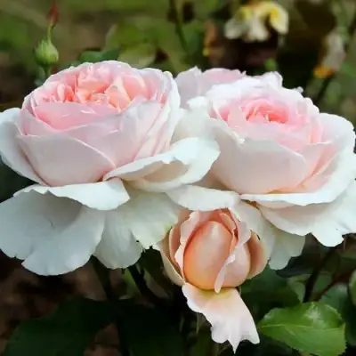 Роза АНДРЕ ЛЕ НОТР чайно-гибридная в Горках