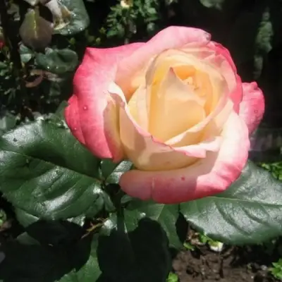 Роза БЕЛА ПЕРЛА чайно-гибридная в Горках