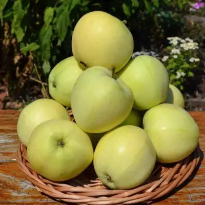 Яблоня ПАПИРОВКА в Горках