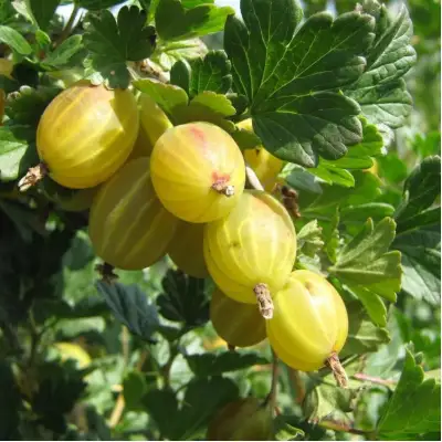 Крыжовник БЕРИЛЛ в Горках