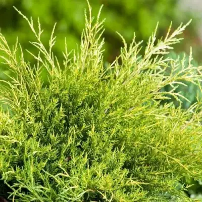 Можжевельник ОЛД ГОЛД средний в Горках