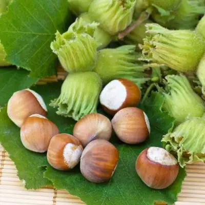 Фундук КРЕПКИЙ ОРЕШЕК в Горках