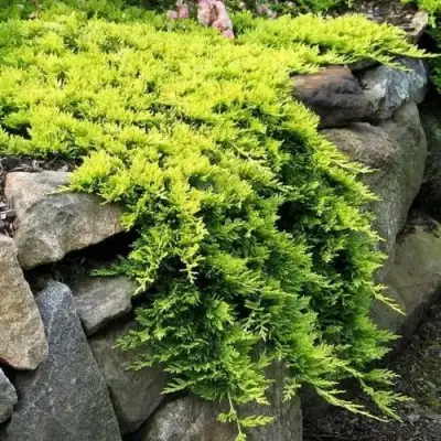 Можжевельник ГОЛДЕН КАРПЕТ горизонтальный  в Горках